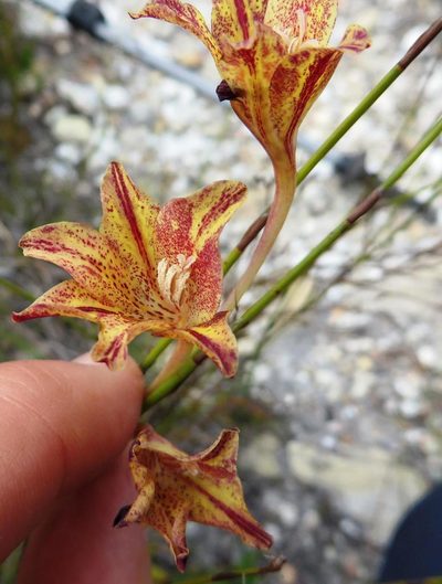 Gladiolus emiliae, photographed by linkie