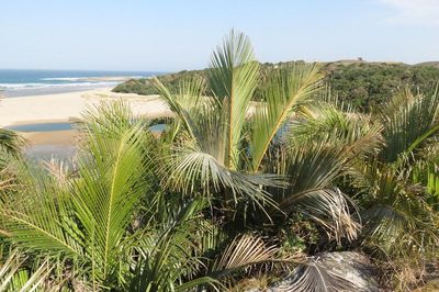 Jubaeopsis afra, photographed by Brian du Preez
