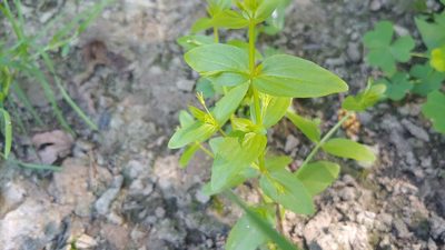 Lindernia dubia, photographed by Ryan Sorrells