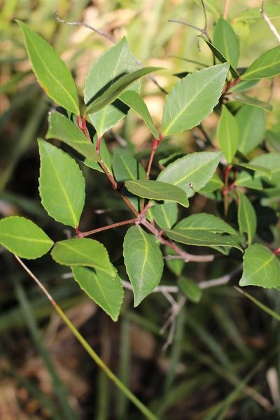 Pseudoscolopia polyantha, photographed by Brian du Preez