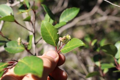 Pseudoscolopia polyantha, photographed by Brian du Preez