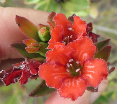 Lobostemon sanguineus, photographed by linkie