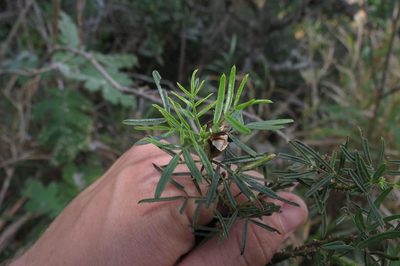 Psoralea platyphylla, photographed by Brian du Preez
