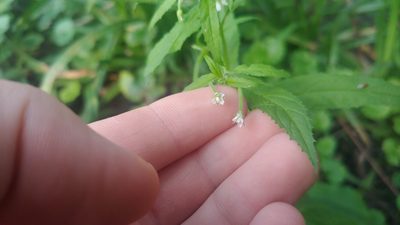 Epilobium coloratum, photographed by Ryan Sorrells