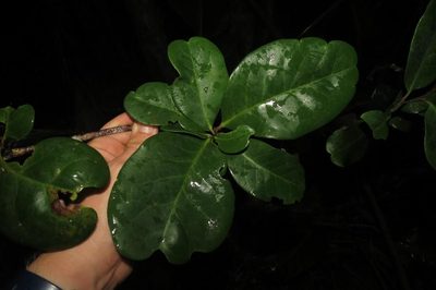 Putterlickia retrospinosa, photographed by Brian du Preez