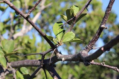 Putterlickia retrospinosa, photographed by Brian du Preez