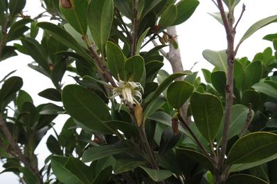 Mimusops obovata, photographed by Brian du Preez