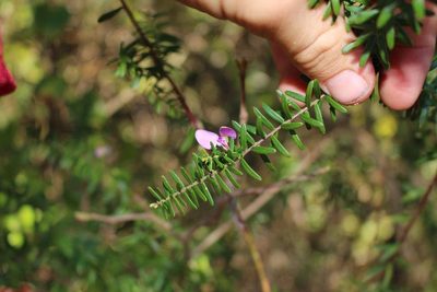 Polygala gazensis, photographed by Brian du Preez