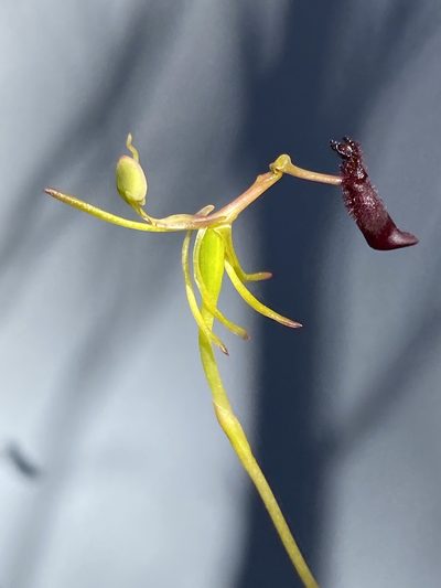 Drakaea thynniphila, photographed by John Van Den Nouwelant