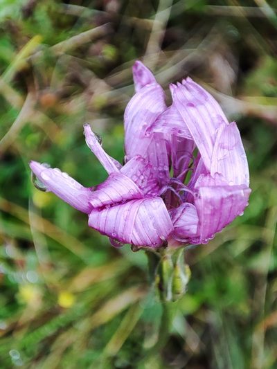 Scorzonera rosea, photographed by Igor Balashov