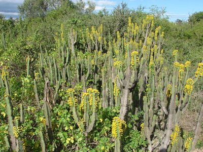 Euphorbia caerulescens, photographed by Shaun Swanepoel