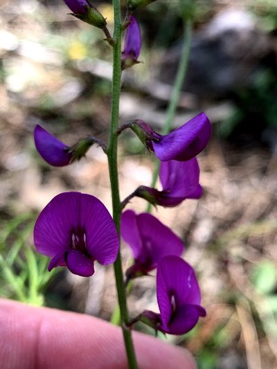 Swainsona recta, photographed by Lukas Clews