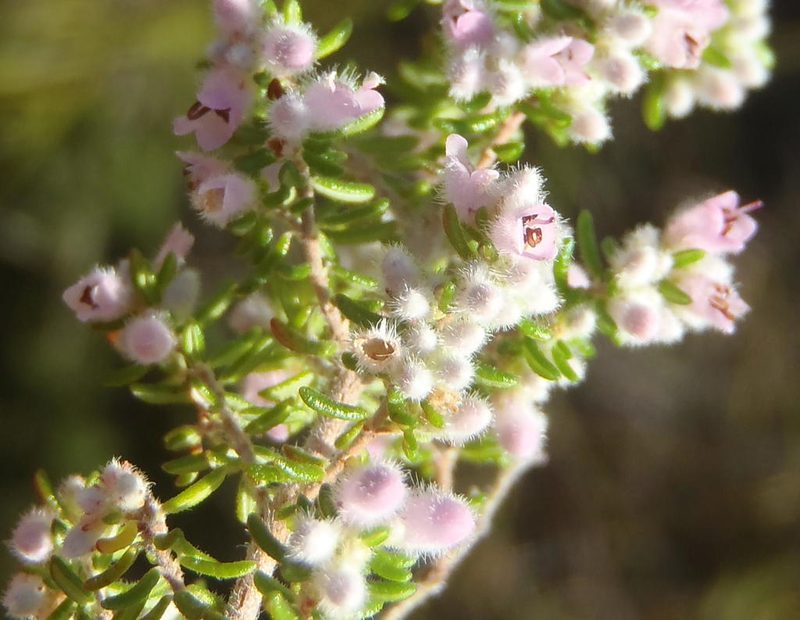 Erica vallis-fluminis, photographed by Nicola van Berkel