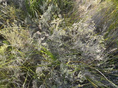 Erica vallis-fluminis, photographed by Nicola van Berkel