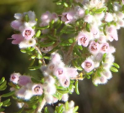 Erica vallis-fluminis, photographed by Nicola van Berkel