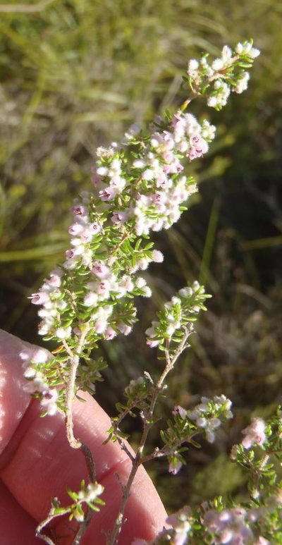 Erica vallis-fluminis, photographed by Nicola van Berkel