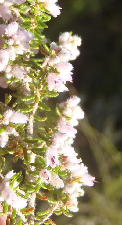 Erica vallis-fluminis, photographed by Nicola van Berkel