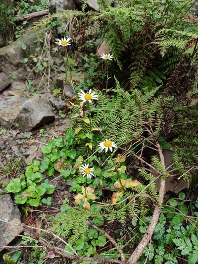 Leucanthemum rotundifolium, photographed by Igor Balashov
