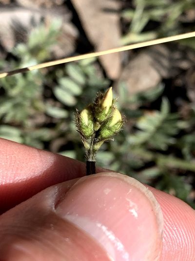 Swainsona sericea, photographed by Lukas Clews