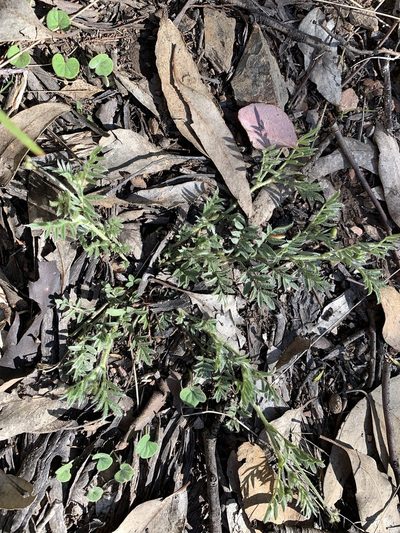 Swainsona sericea, photographed by Lukas Clews