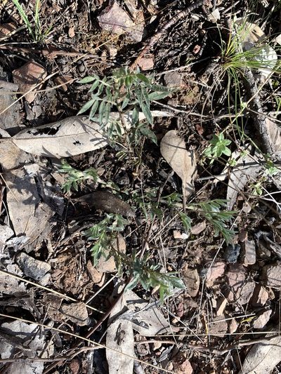 Swainsona sericea, photographed by Lukas Clews