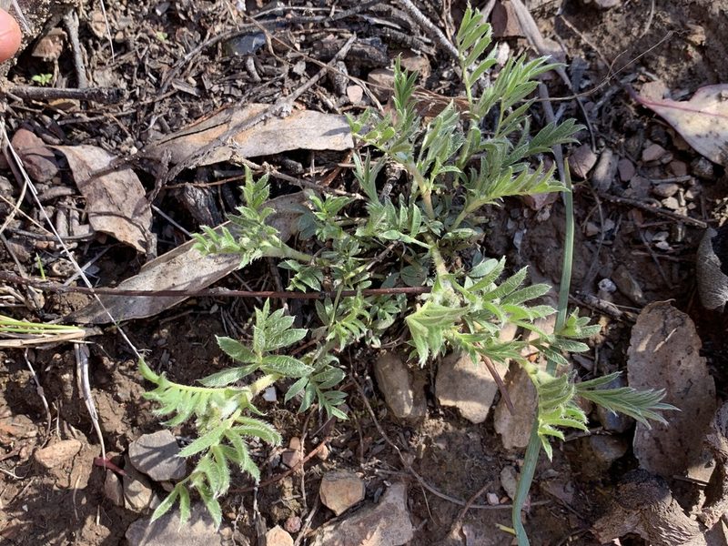 Swainsona sericea, photographed by Lukas Clews