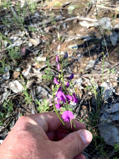 Swainsona recta, photographed by Lukas Clews