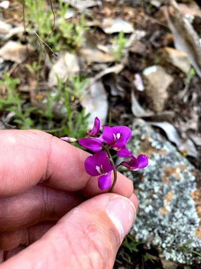 Swainsona recta, photographed by Lukas Clews