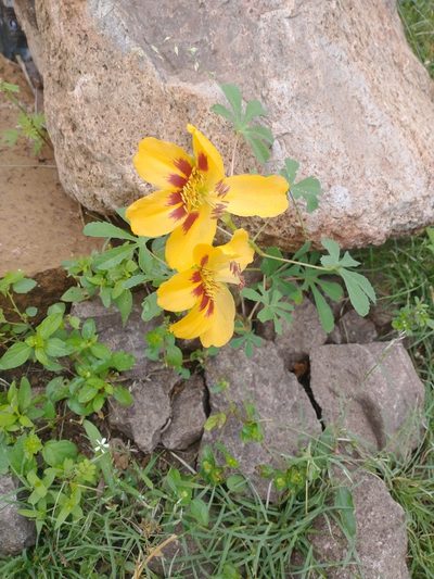 Cochlospermum palmatifidum, photographed by Juan Cruzado Cortés