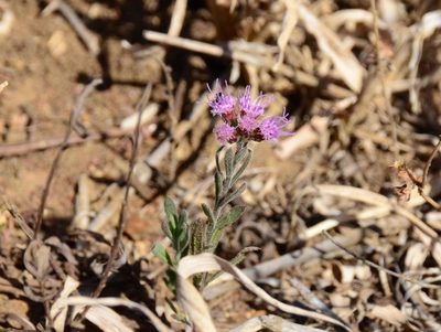 Litogyne gariepina, photographed by Antoinette Eyssell Knox