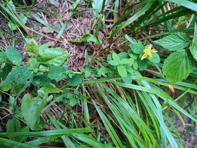 Hypericum maculatum, photographed by Igor Balashov