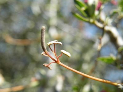 Cadaba termitaria, photographed by Antoinette Eyssell Knox