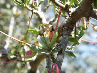 Cadaba termitaria, photographed by Antoinette Eyssell Knox