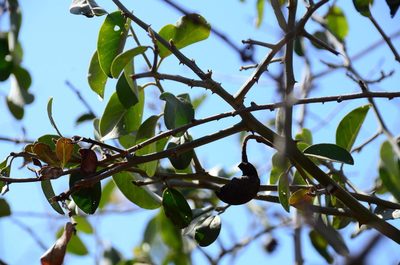 Capparis tomentosa, photographed by Antoinette Eyssell Knox