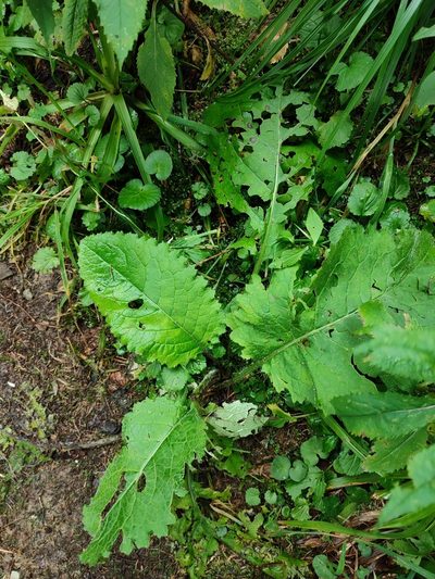 Cirsium waldsteinii, photographed by Igor Balashov