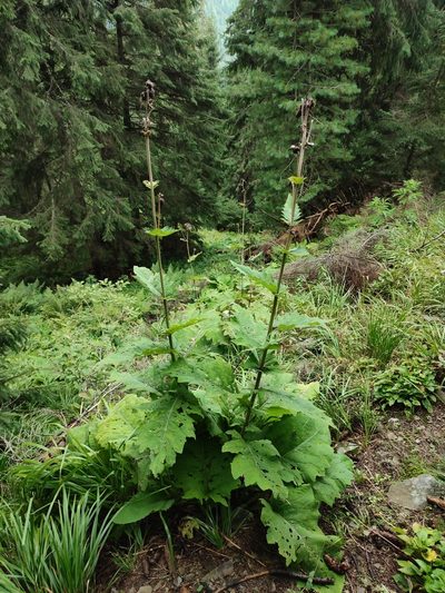 Cirsium waldsteinii, photographed by Igor Balashov