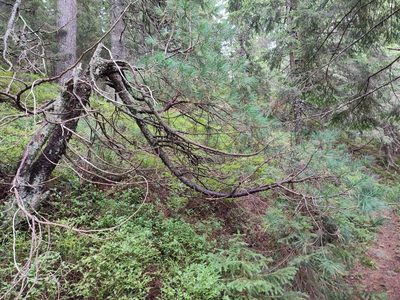 Pinus cembra, photographed by Igor Balashov