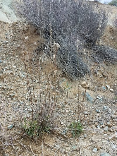 Solidago guiradonis, photographed by Alan Rockefeller