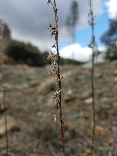 Solidago guiradonis, photographed by Alan Rockefeller