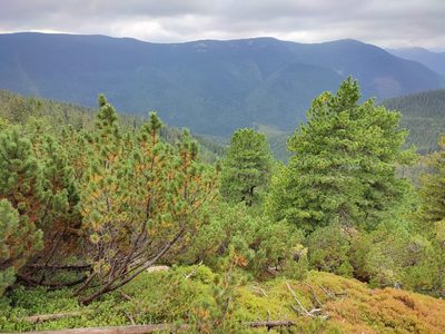 Pinus cembra, photographed by Igor Balashov