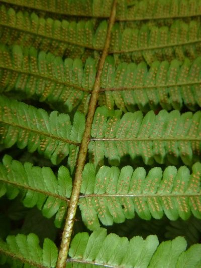 Dryopteris borreri, photographed by Gabriel Mayrhofer