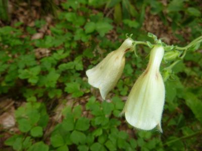Digitalis grandiflora, photographed by Gabriel Mayrhofer
