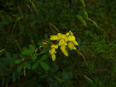 Cytisus nigricans, photographed by Gabriel Mayrhofer