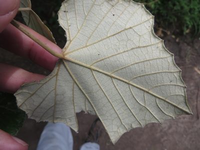 Vitis shuttleworthii, photographed by Ben Machado