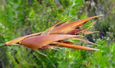 Ceratocaryum argenteum, photographed by Di Turner