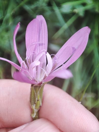 Scorzonera rosea, photographed by Igor Balashov