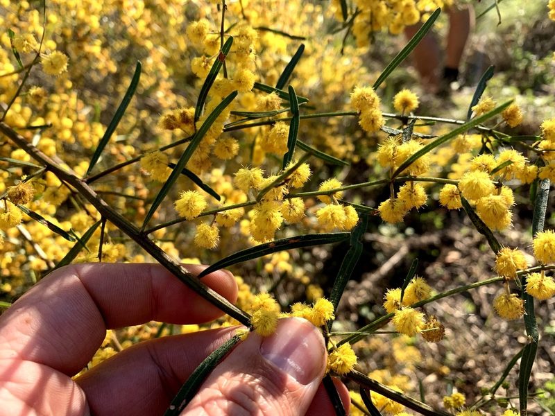 Acacia ausfeldii, photographed by Lukas Clews