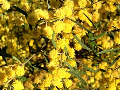 Acacia ausfeldii, photographed by Lukas Clews