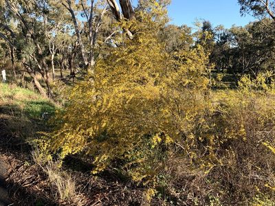 Acacia ausfeldii, photographed by Lukas Clews