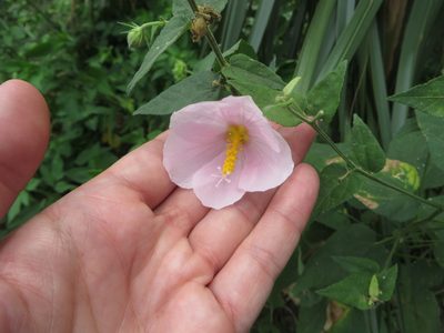 Kosteletzkya pentacarpos, photographed by Ben Machado